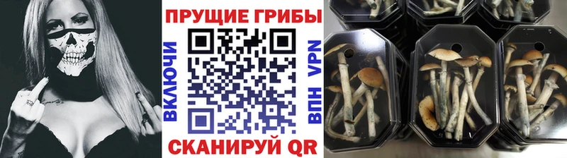 Псилоцибиновые грибы прущие грибы darknet как зайти Струнино купить